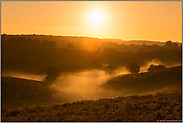 Sonnenaufgang über der Heide... Veluwe *Niederlande*