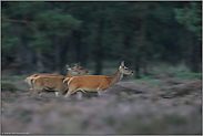 in Aufruhr... Rotwild *Cervus elaphus* im schnellem Lauf