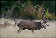 Brunftverhalten... Rothirsch *Cervus elaphus* im Hormonrausch, schlägt mit dem Geweih und uriniert