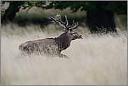 schwer beschäftigt... Rothirsch *Cervus elaphus* mit herausgestreckter Zunge