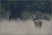 heftiger Regen... Rothirsch *Cervus elaphus* in der Brunft