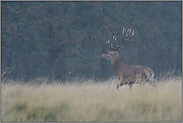 im Regen... Rothirsch *Cervus elaphus* mit hellen Kerzen / Geweihenden