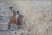 seltener Anblick... Feldhase *Lepus europaeus * zu zweit im Stoppelfeld