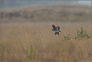 erbeutetes Kaninchen ... Habicht *Accipiter gentilis* fliegt mit einem Kaninchen in den Fängen