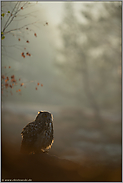 Stille... Europäischer Uhu *Bubo bubo* im ersten Licht eines frühen Morgens