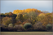 Herbstfarben... Waldrand  *Lank-Latum*, Blick in Richtung Latumer Bruch