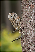 der Blick um die Ecke... Waldkauz *Strix aluco* sitzt im Baum