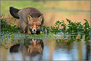 direkter Augenkontakt... Rotfuchs *Vulpes vulpes*  bis zum Bauch im Wasser