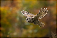 im Gleitflug... Waldkauz *Strix aluco* vor herbstlicher Kulisse