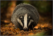 am Waldboden... Europäischer Dachs *Meles meles* streift durch Herbstlaub, frontale Ansicht