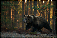 unser größtes Landraubtier... Europäischer Braunbär *Ursus arctos* läuft am Waldrand entlang