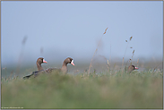 unter Gänsen... Blässgänse *Anser albifrons* in einer hohen Wiese