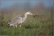 erfolgreiche Jagd... Graureiher *Ardea cinerea* mit erbeuteter Maus