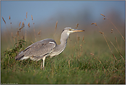 Schluckbeschwerden... Graureiher *Ardea cinerea* nach dem Verschlucken einer Maus