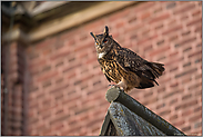 Kirchenuhu... Europäischer Uhu *Bubo bubo* balzt mitten in der Stadt