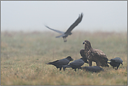 früh am Morgen... Seeadler *Haliaeetus albicilla*, Jungvogel im Herbst