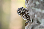 Versteck im Fels... Steinkauz *Athene noctua*, Altvogel im Tagesversteck