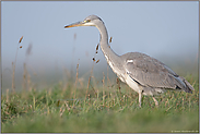 unser häufigster Reiher... Graureiher *Ardea cinerea* auf Nahrungssuche in einer Wiese