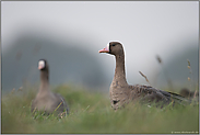 zu zweit... Blässgänse *Anser albifrons* in den Wiesen der Bislicher Insel