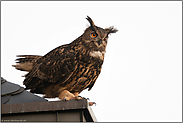 hoch oben auf dem Dach... Europäischer Uhu *Bubo bubo* in der Herbstbalz