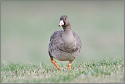 jung und unerfahren... Blässgans *Anser albifrons*, Jungvogel frontal