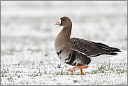 on Tour... Blässgans *Anser albifrons* im Lauf über ein schneebedecktes Feld am Niederrhein