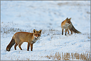 Zusammentreffen während der Ranz... Rotfüchse *Vulpes vulpes* zu zweit