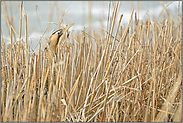 ein kurzer Blick... Rohrdommel *Botaurus stellaris* im Winter, streckt ihren Kopf aus dem Schilf