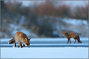 wenn es dunkel wird... Rotfuchs *Vulpes vulpes*, zwei Füchse im Winter am späten Abend