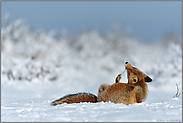 genüßlich... Rotfuchs *Vulpes vulpes* genießt die Sonne und betreibt Fellpflege