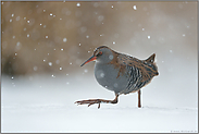 starker Schneefall... Wasserralle *Rallus aquaticus* läuft im Winter über eine zugefrorene Eisfläche