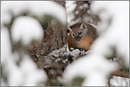 versteckt... Amerikanischer Baummarder *Martes americana* im tiefen Winter