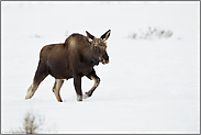 kraftvoll... Elch *Alces alces* läuft im Winter durch Schnee, Nordamerika