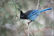 neugierig, aber wachsam... Diademhäher *Cyanocitta stelleri* mit aufgestellter Federhaube