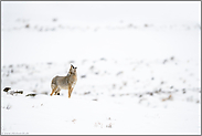 heulend... Kojote *Canis latrans* heult exponiert auf einem Hügel im Schnee