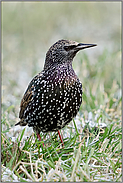 auf dem Boden... Star *Sturnus vulgaris* im Schlichtkleid, frontale Aufnahme