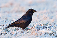 bei frostigen Temperaturen... Rabenkrähe *Corvus corone*, auch Aaskrähe genannt