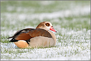 ruhend im Schnee... Nilgans *Alopochen aegyptiacus* im Wintergetreide