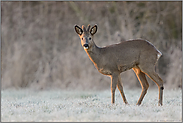 im Winter... Rehbock *Capreolus capreolus* im Bast