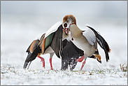 aufspritzender Schnee... Nilgans *Alopochen aegyptiacus*, Nilgänse im Streit