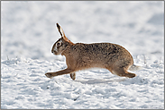 ab durch den Schnee... Feldhase *Lepus europaeus* läuft über eine schneebedeckte Weide