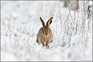 Begegnung im Feld... Feldhase *Lepus europaeus* in verschneiter Landschaft