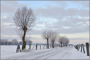 unterwegs auf der Bislicher Insel... Niederrhein *Xanten* im Winter