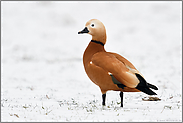 im Schnee... Rostgans *Tadorna ferruginea*, Erpel auf einem Feld am Niederrhein, Nordrhein-Westfalen