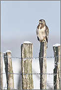 bei Schnee und Frost... Mäusebussard *Buteo buteo* hockt an einem kalten Wintertag auf einem Zaunpfahl