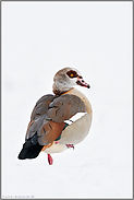 auf einem Bein... Nilgans *Alopochen aegyptiacus* im Schnee