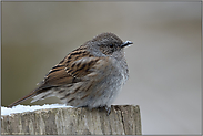 Standvogel oder Teilzieher... Heckenbraunelle *Prunella modularis* im Winter, Nordrhein-Westfalen