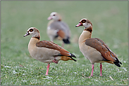 gemeinsam unterwegs... Nilgans *Alopochen aegyptiacus*