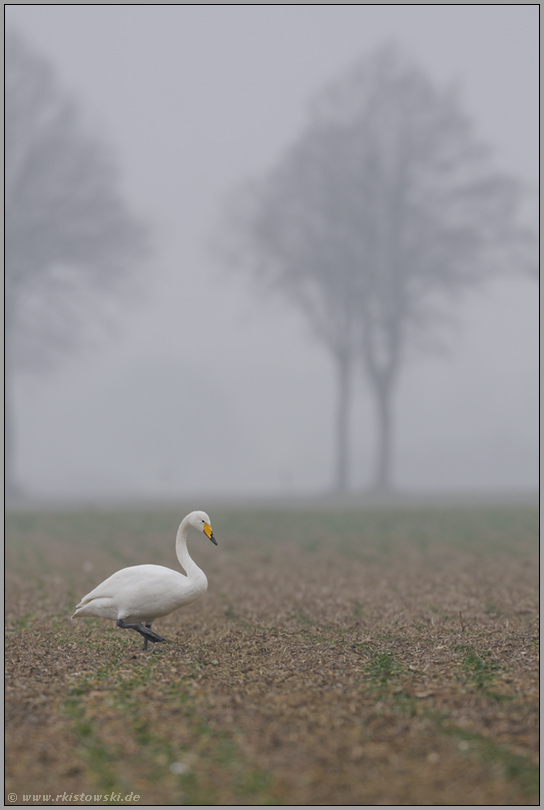 Nebel über den Feldern... Singschwan *Cygnus cygnus * auf einem Rapsfeld am Niederrhein