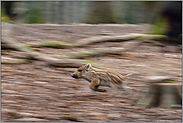 ganz schön flink... Wildschwein *Sus scrofa*, Frischling sprintet los